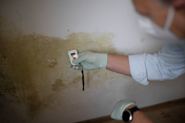 Why You Should Choose Our Mold Remediation Services in Lomira, WI